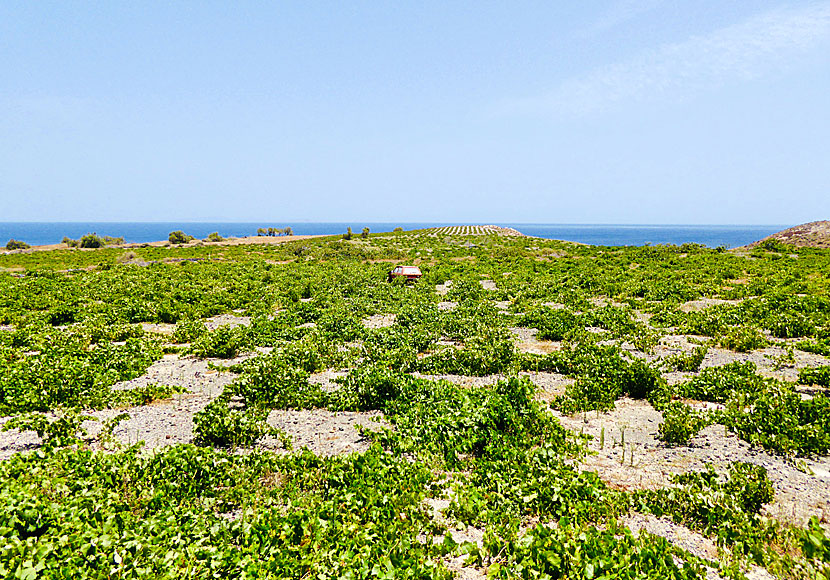 Om du är intresserad av vin så går Wine Roads Santorini runt Monolithos.