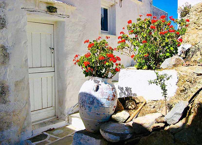 Vackra blommor i den gamla stadsdelen Kastro i Chora på ön Serifos i Kykladerna.