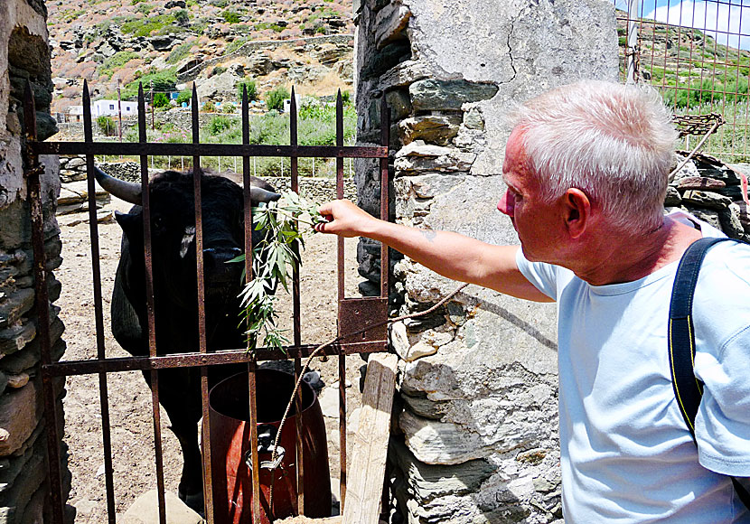 När du vandrar på Sifnos möter du många djur, som getter, får, kor och tjurar.