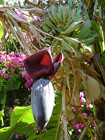 Bananplanta med blomknopp. Naxos.