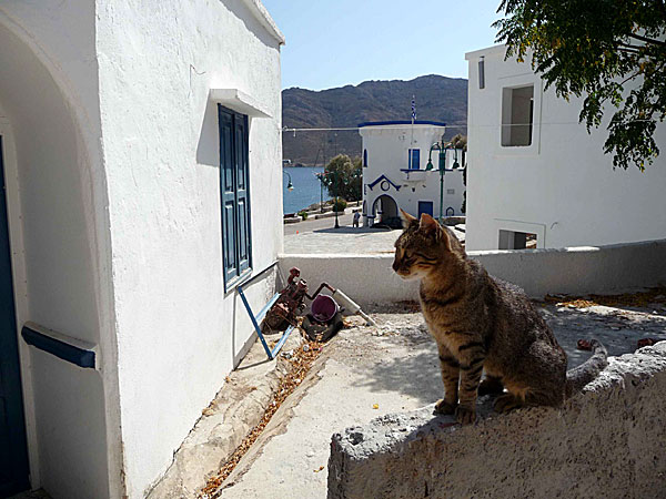 En av Tilos många katter. I bakgrunden syns polishuset, som en gång byggdes av italienarna.