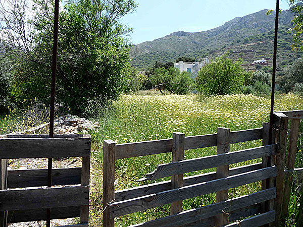 Tilos. Ängarna i Livadia var täckta med blommande kranskragar i vitt och gult.