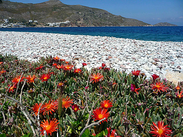 Tilos. Bland stenarna på stranden blommade glansblomma.