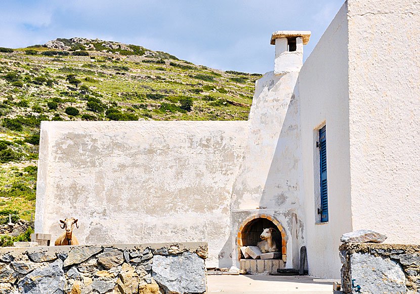 Getter på ön Amorgos i Grekland.