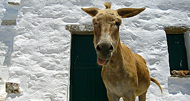Den kärvänliga och glupska åsnan på Amorgos.