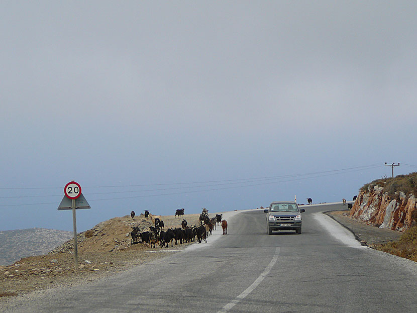 Det springer ofta vilda getter på vägen mellan Katapola och Egiali, via Chora på Amorgos.