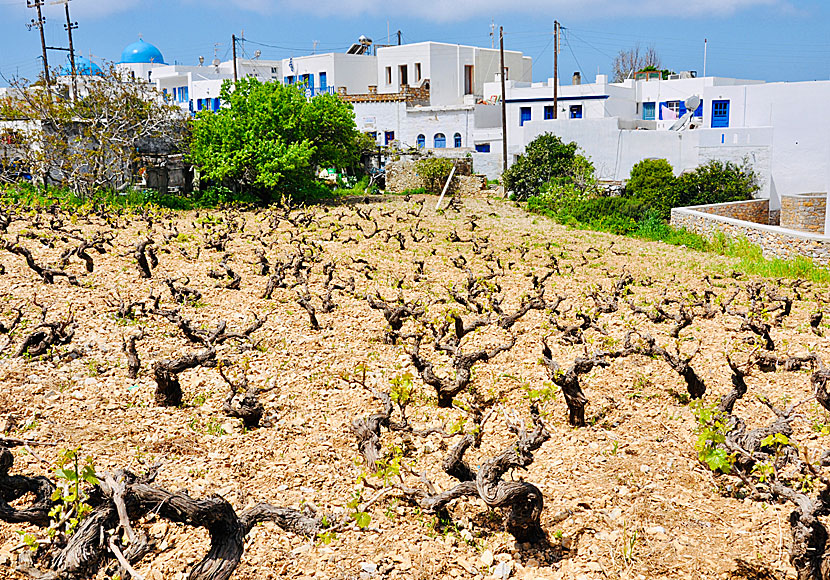 Vinodlingar på ön Amorgos i Grekland.