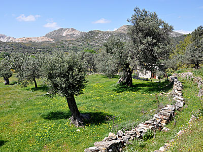 Vandra på Naxos i Grekland. Kalimera. 