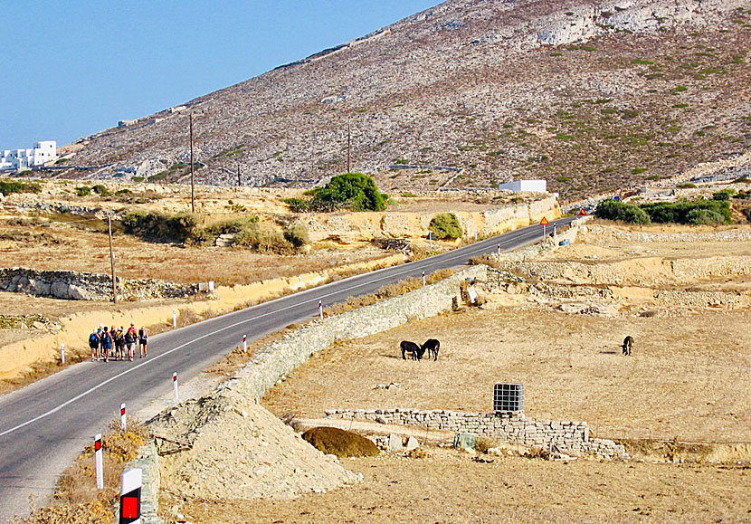 Trafiken på Folegandros är minimal så det går lika bra att vandra på vägarna. 
