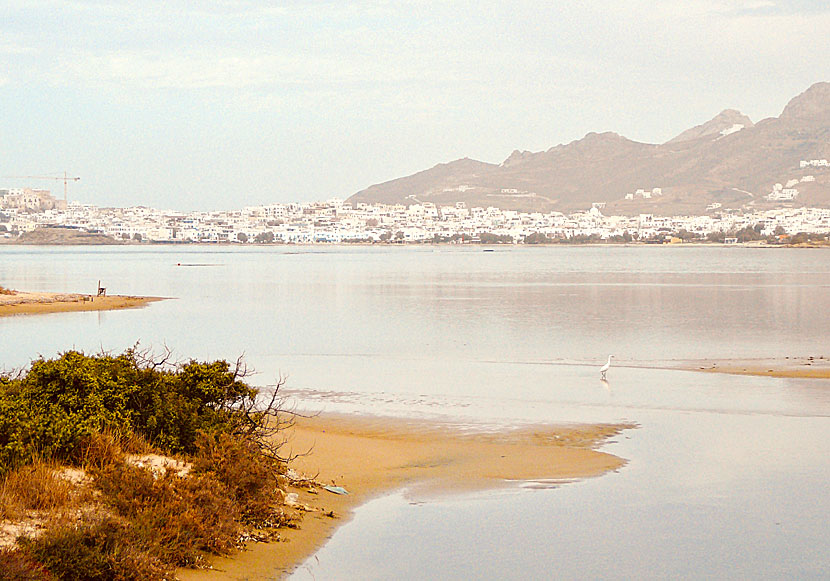 Fågelskåda på Naxos i Kykladerna.