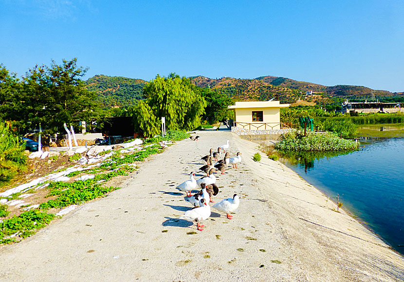 Tamankor och myskankor i Agia Lake på Kreta.