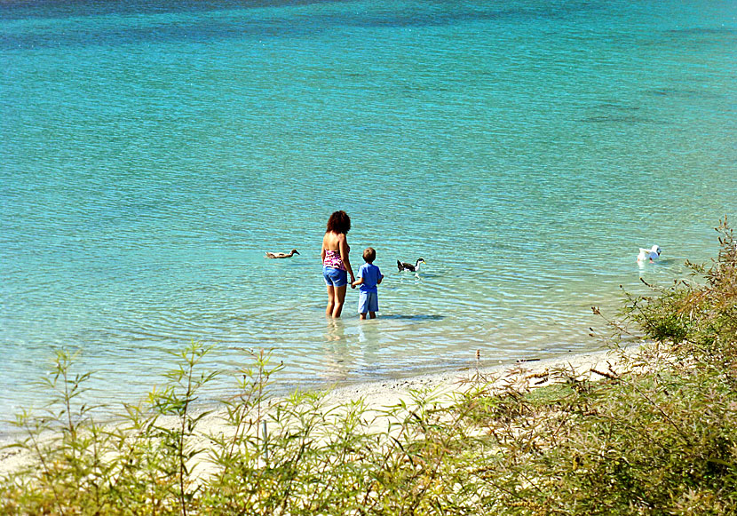 Tama ankor och badande småbarn i vattnet på Kournas Lake på Kreta. 