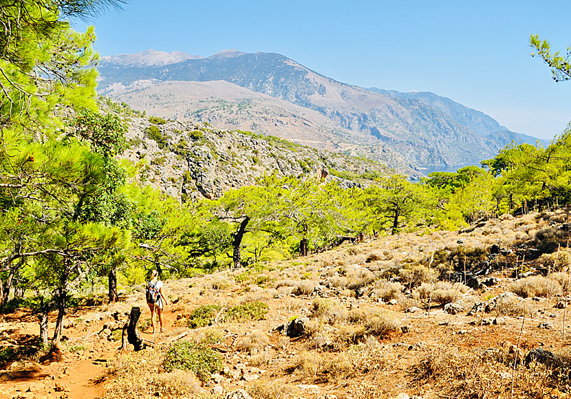 Vandra från Paleochora till Sougia via Lissos på södra Kreta. 