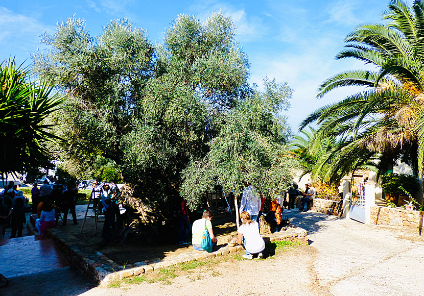 Missa inte världens äldsta olivträd när du reser till västra Kreta.