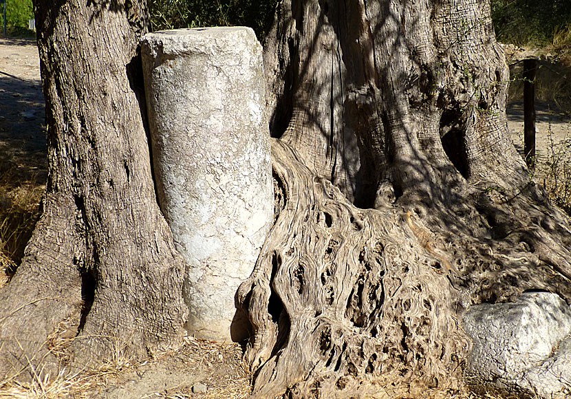 Den antika pelaren som vuxit fast i ett olivträd utanför Gortyns på Kreta.