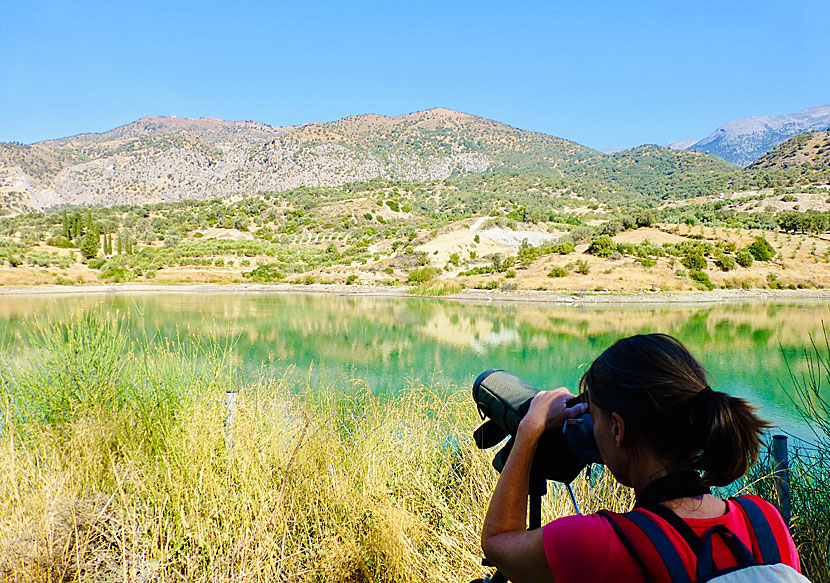 Om du gillar att fågelskåda får du inte missa Faneromenis Lake när du reser till Kreta.