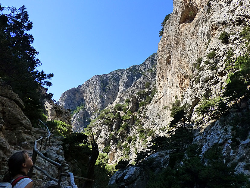 Vandra i Rouvas Gorge. Kreta.