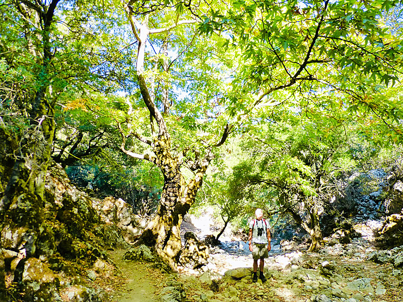 Vandringen i Rouvasravinen på Kreta tar cirka 5 ½ timme.