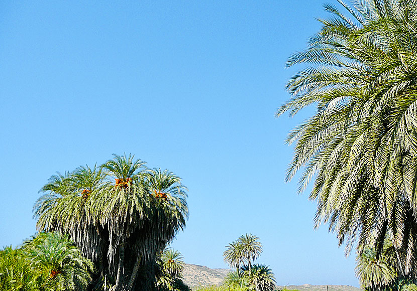 På östra Kreta finns två stränder med palmer: Itanos och Vai beach.