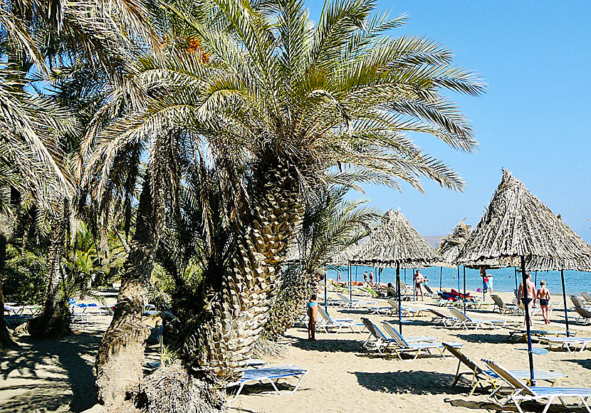 Missa inte palmstranden Vai när du är på östra Kreta.