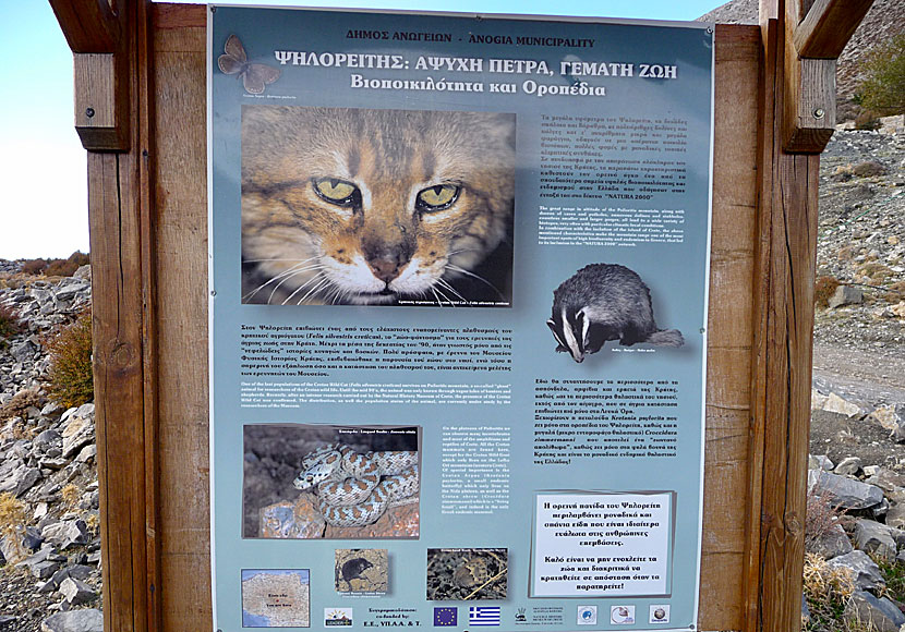 Den mytomspunna kretensiska vildkatten Cretan wildcat (Felis silvestris cretensis) på Kreta i Grekland. 