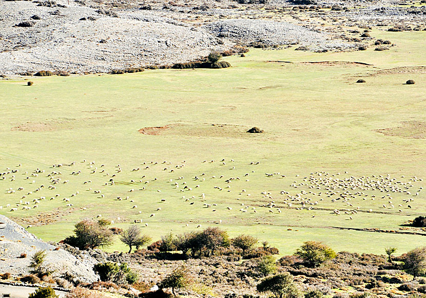 På Kreta finns det fler får och getter än människor, som här på Nidaplatån på Idaberget. 