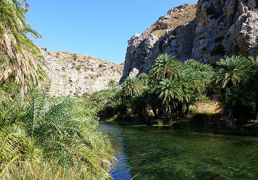 Att simma upp i floden i Preveli på Kreta är en häftig och väldigt kall upplevelse. 
