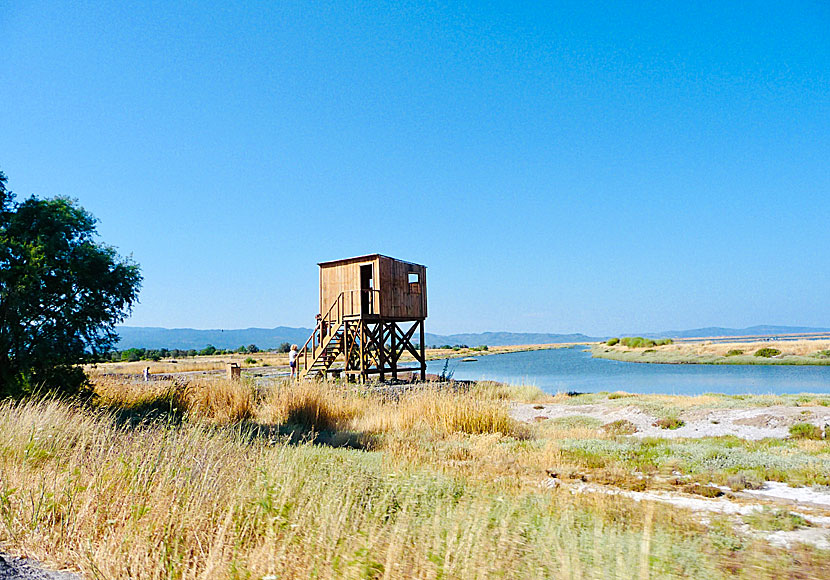 Fågelskådare i ett fågeltorn vid våtmarken nära Skala Kalloni på Lesbos i Grekland.