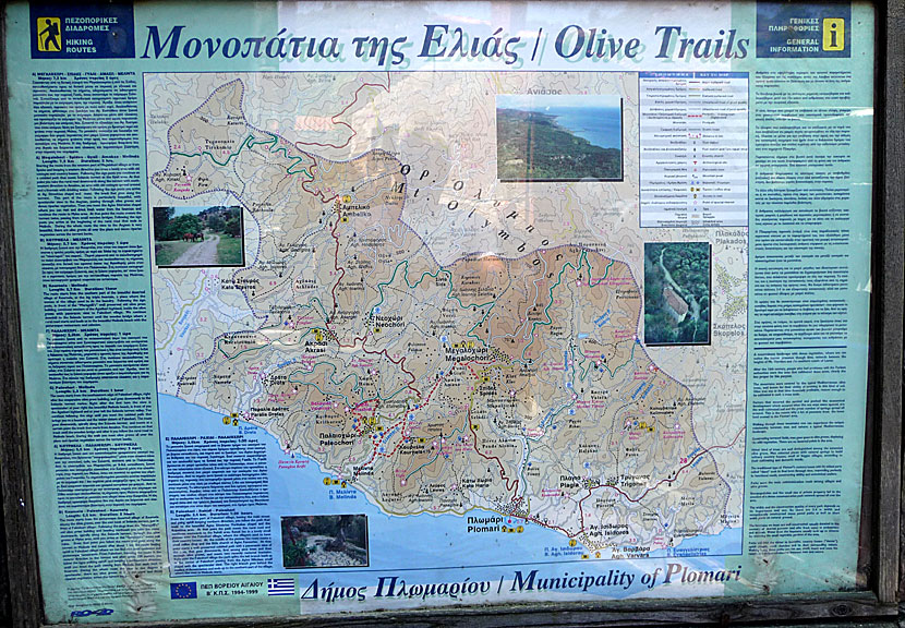 Lesvos Olive Trails nära Plomari på Lesbos.