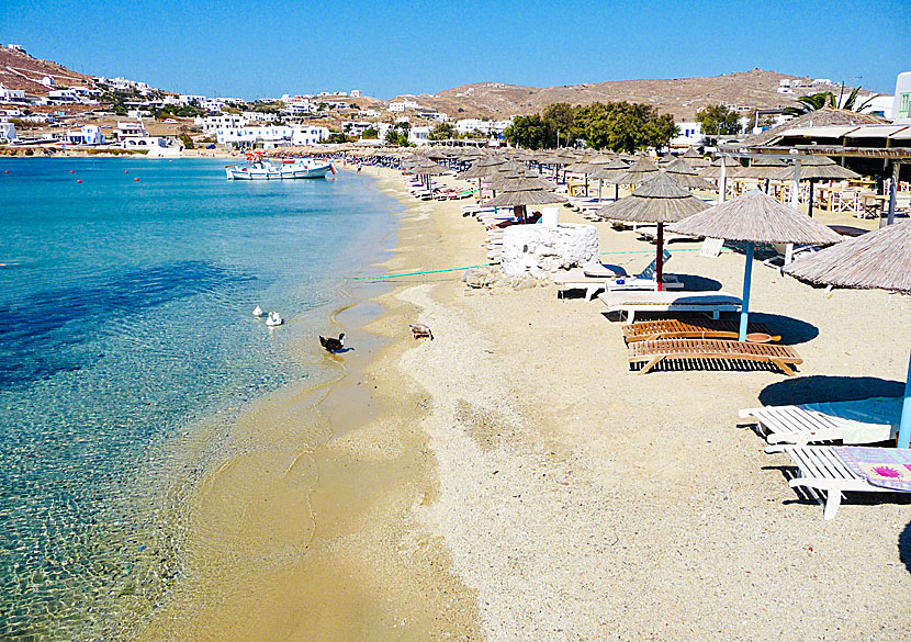 Ornos beach på Mykonos i Grekland.