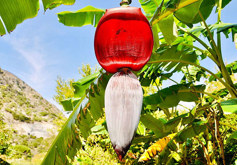Bananer i Argyroupolis.