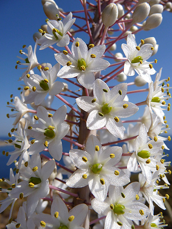 Blommor från sjölökar i Grekland.