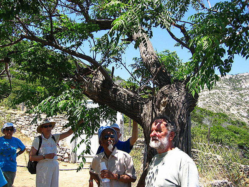 Zedrak. Melia azedarach. Chinaberry Tree. Greece.