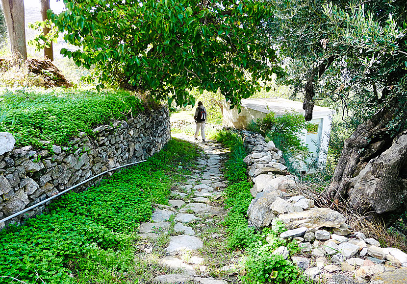 På vandring mellan byarna Melanes och Kourounochori på Naxos.