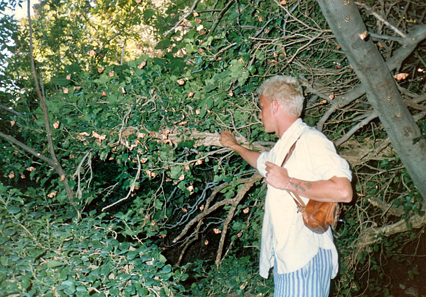 Fjärilar i fjärilsdalen Petaloudes på Paros i Kykladerna.