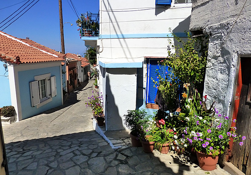 Den smala huvudgatan i Manolates på Samos.