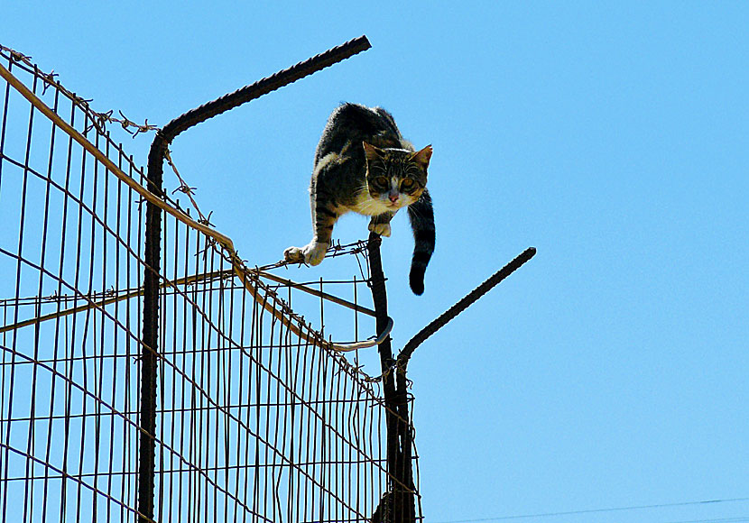 Akrobatiska katter på Schinoussa.