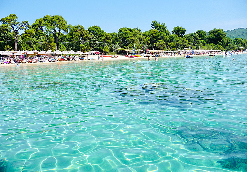 Missa inte Koukounaries beach när du reser till sandstränderna Banana och Agia Eleni på Skiathos.