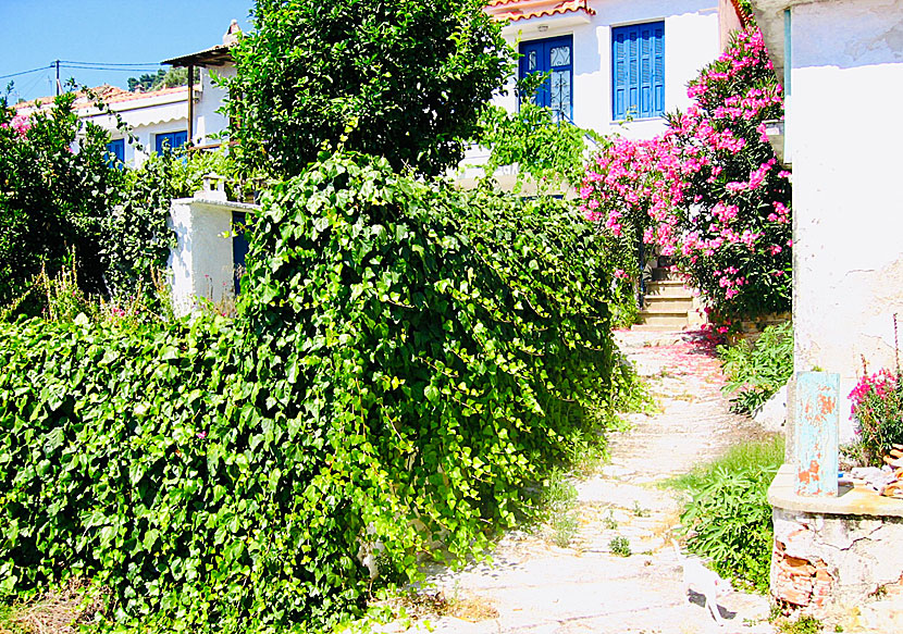 Om du gillar övergivna byar i Grekland får du inte missa Paleo Klima på Skopelos.