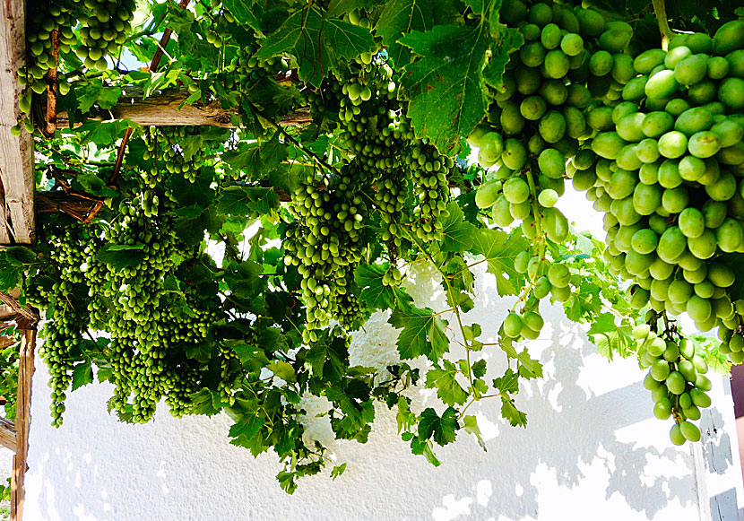 Vindruvor och fikon från Syros i Grekland.