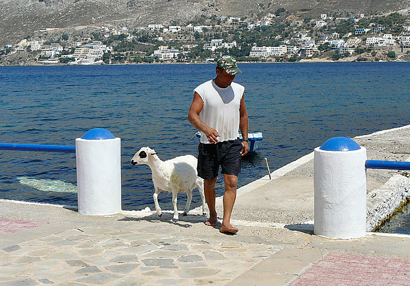 Lamm och fiskare på Telendos i Dodekaneserna.     