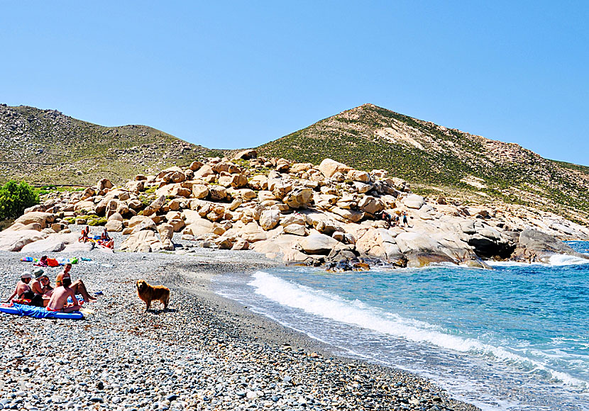 Får man ha hund på stränderna i Grekland?