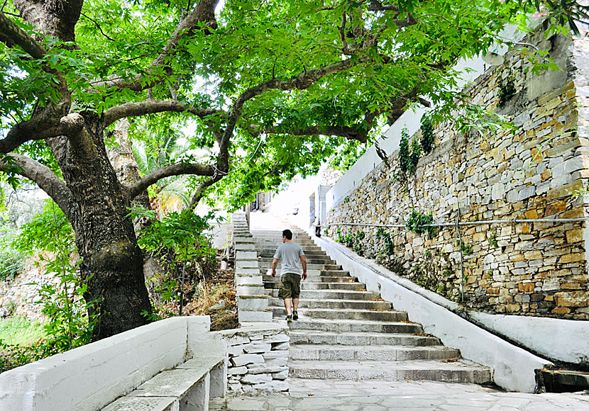 Trappor och platanträd i Kardiani på Tinos.