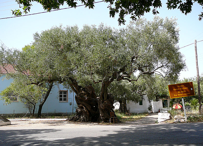 De äldsta olivträdet på Zakynthos.
