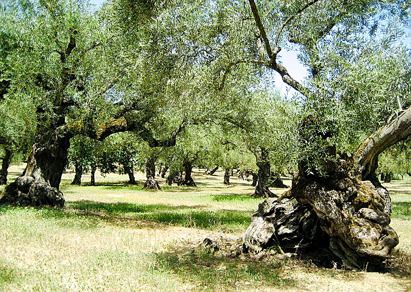 Vandra i olivlundar på Zakynthos.