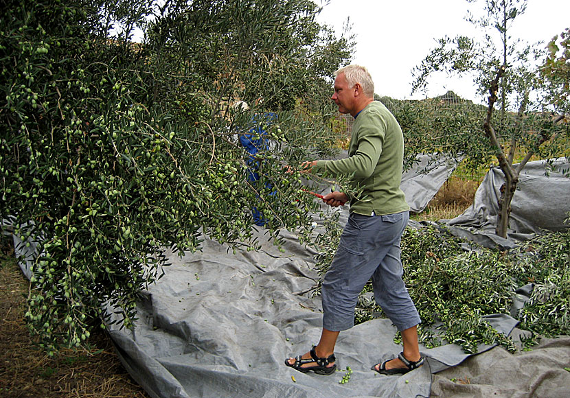 Plocka oliver i Grekland. Naxos och Kythera.
