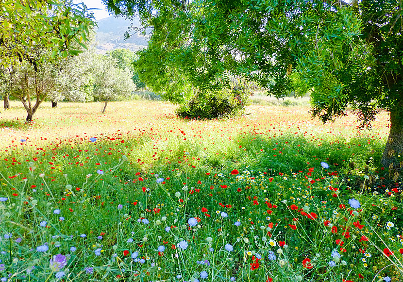 Naturen i Grekland och på öarna är som grönast och massor med blommor i april och maj. 