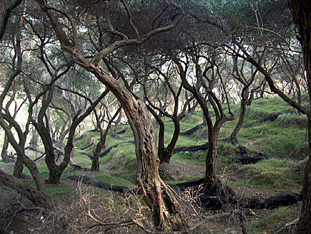 Olivskog på väg till Lichnos nära Parga.