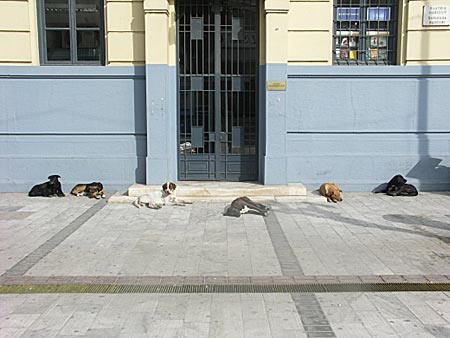 Solande hundar i Pireus.