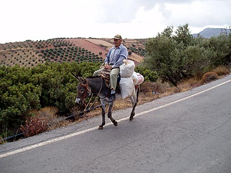 Lördagsfin åsnegubbe i trakterna kring Zakros.